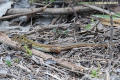 Cozumel Whiptail Lizard 001