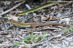 Cozumel Whiptail Lizard 002
