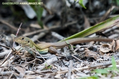 Cozumel Whiptail Lizard 004