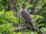 Crested Serpent Eagle