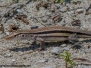 Cuban Whiptail