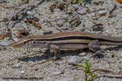 Cuban Whiptail Lizard 001