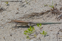Cuban Whiptail Lizard 002