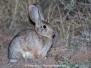 Desert Cottontail