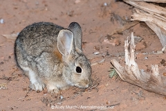Desert Cottontail