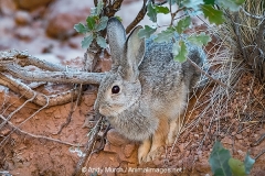 Desert Cottontail