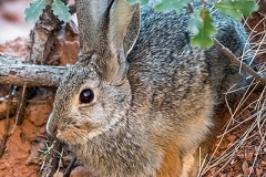 Desert Cottontail