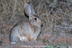 Desert Cottontail 023