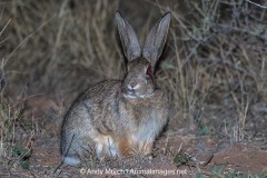 Desert Cottontail 024
