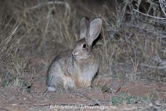 Desert Cottontail 025