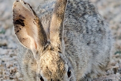 Desert Cottontail Rabbit 002