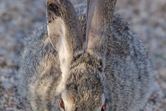 Desert Cottontail Rabbit 005