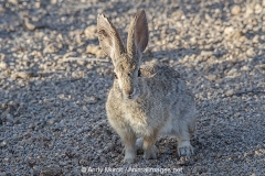 Desert Cottontail Rabbit 008