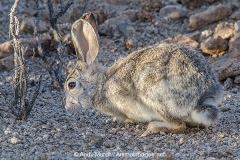 Desert Cottontail Rabbit 011