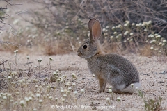 Desert Cottontail Rabbit 013