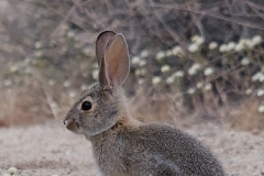 Desert Cottontail Rabbit 014