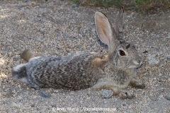 Desert Cottontail Rabbit 017