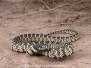 Desert Kingsnake