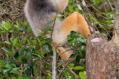 Diademed Sifaka 004