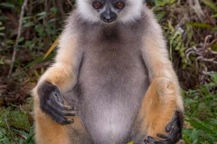 Diademed Sifaka 018