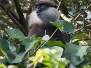 Dry Zone Purple Faced Leaf Monkey