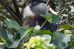 Dryzone purple-faced langur