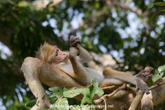 Dry Zone Toque Macaque 007