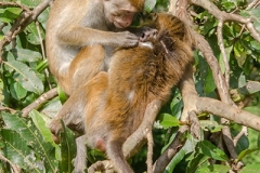 Dry Zone Toque Macaque 016