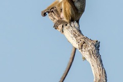 Dry-Zone Toque Macaque 048