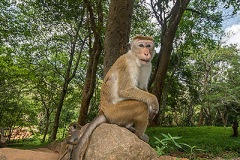 Dry-Zone Toque Macaque 062