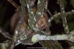 East African Potto 011