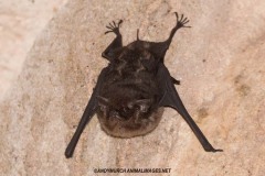 Greater White-lined Bat 002