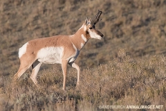 American Pronghorn