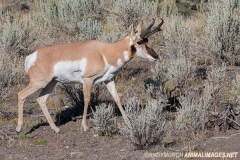 American Pronghorn