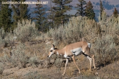 American Pronghorn