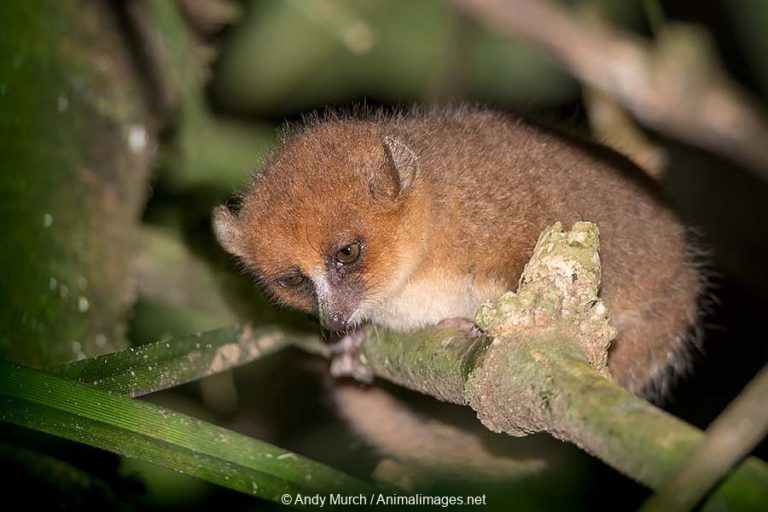 Brown Mouse Lemur – Animal Images