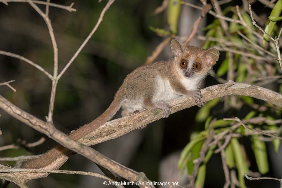 Grey Mouse Lemur – Animal Images