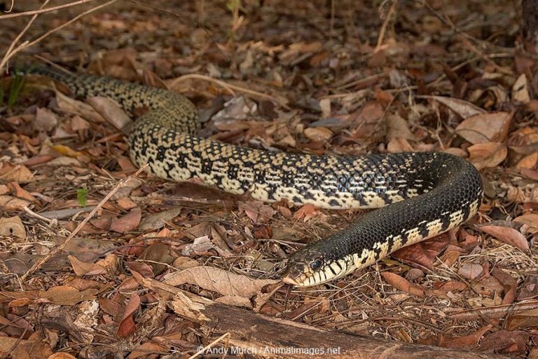 Malagasy Giant Hognose Snake