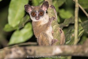 galago thomas